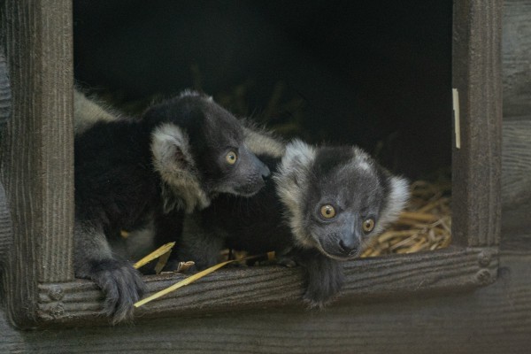 Vari ikrek születtek Állatparkunkban