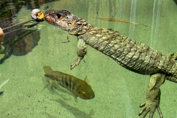 Csigaevő gyíkok érkeztek Állatparkunkba