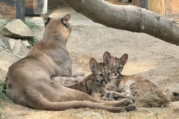 Már láthatóak a 3 hónapos puma hármasikrek