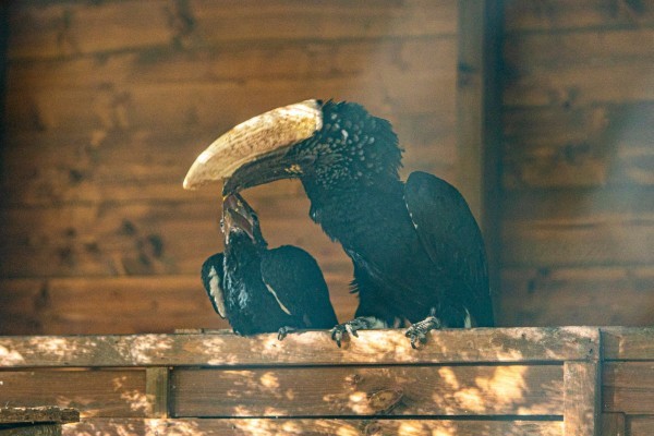 Ezüstös szarvcsőrű tenyészpárunk ismét fiókákat nevel