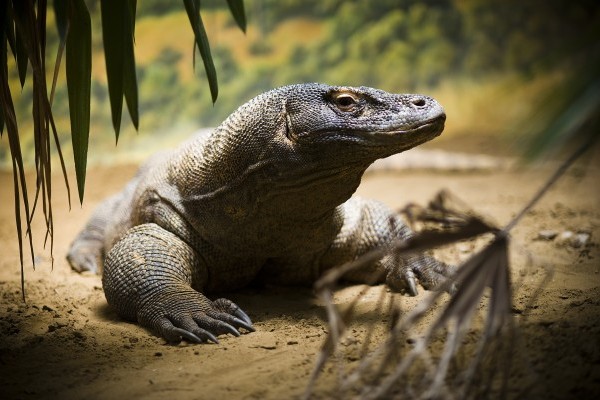 Ma van a Gyíkok Világnapja!