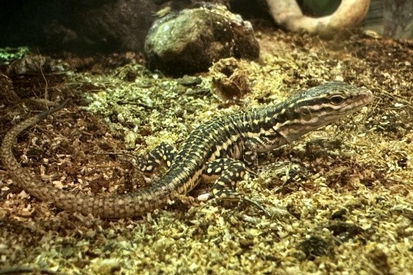 Gran Canaria óriásgyíkok keltek ki