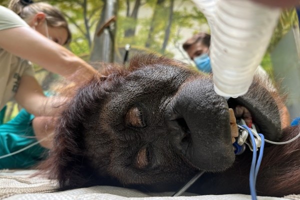Our female orangutan, Sabatini has undergone a gynaecological examination at our Zoo