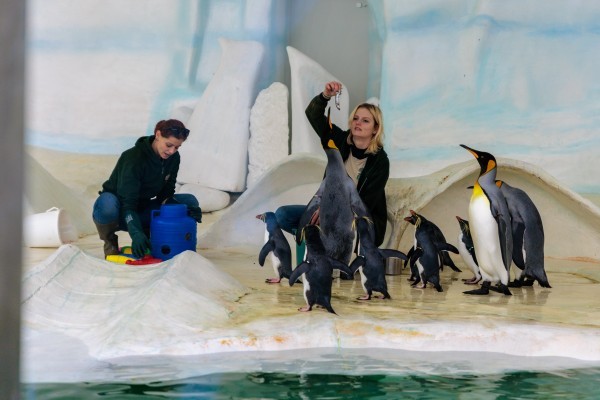 A kedvezményes belépés a téli szünetben! 