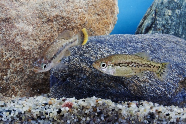 Magashegyi fogaspontyokat tenyésztünk