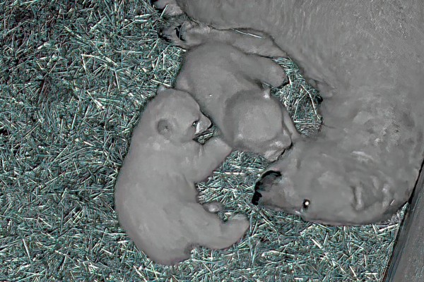 Jegesmedve ikrek születtek Állatparkunkban