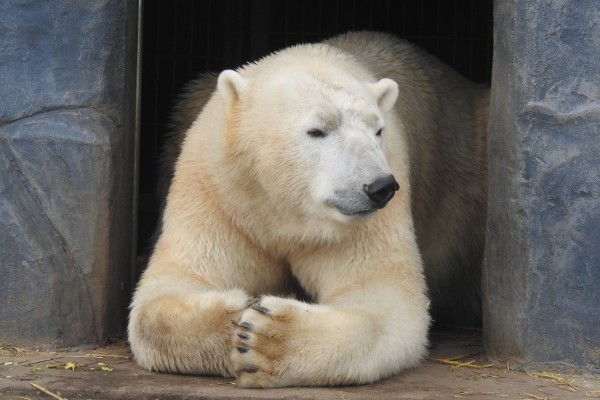 Fogászati beavatkozás