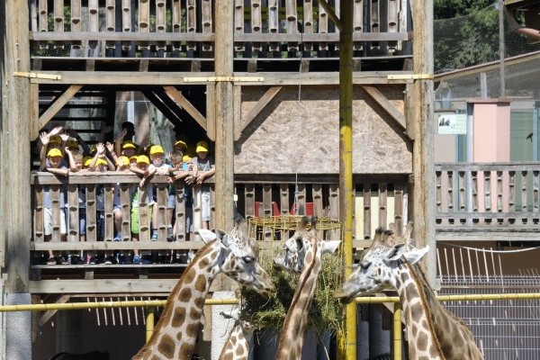 Megkezdtük a ZOOSULI regisztrációját