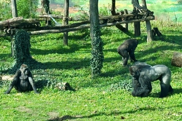 Gorilla nőstények érkeztek Állatparkunkba