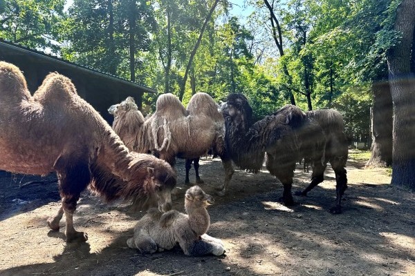 Teve kanca született