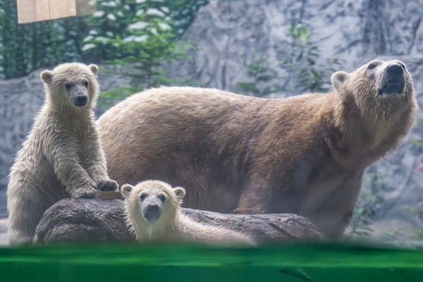 Nevet kaptak Állatparkunk jegesmedve bocsai