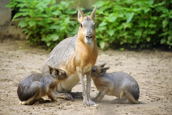 Pampanyulak születtek