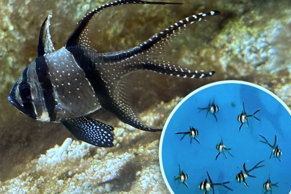 Különleges tengeri halak szaporodtak