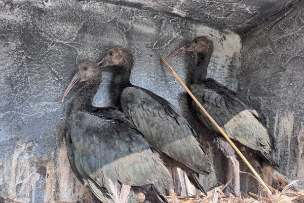 Tarvarjak keltek ki Állatparkunkban