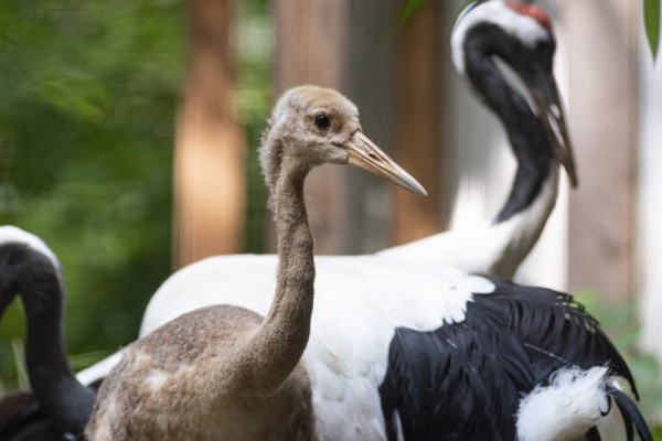 Mandzsu daru fiókák keltek ki Állatparkunkban