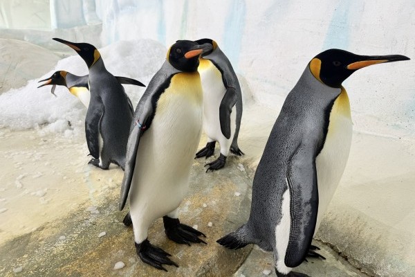 Új királypingvin érkezett 