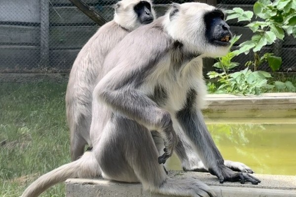 Hulmán hím érkezett nőstényeinkhez