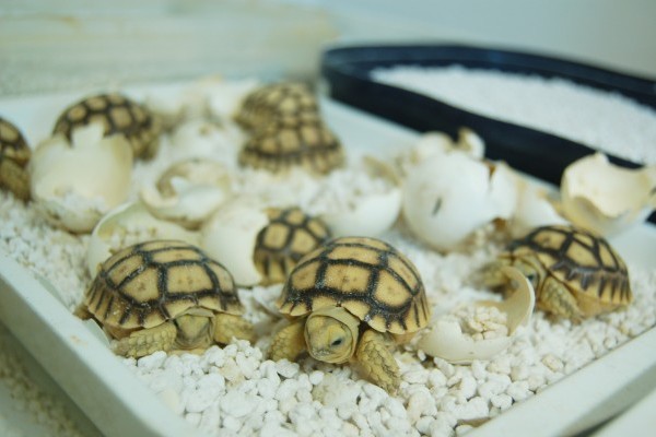 Sarkantyús teknősök keltek ki Állatparkunkban