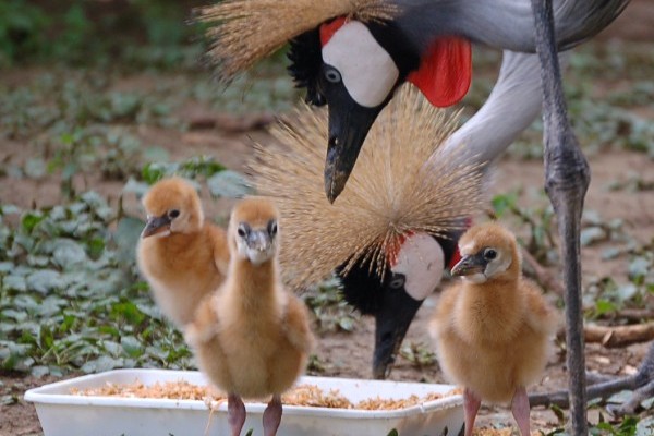 Koronás darvak keltek ki