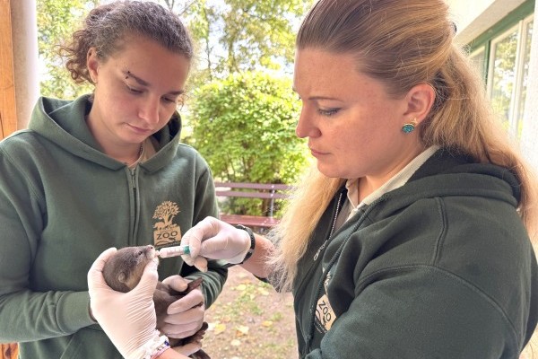 Állatorvosi vizsgálaton a törpevidra kölykök! 