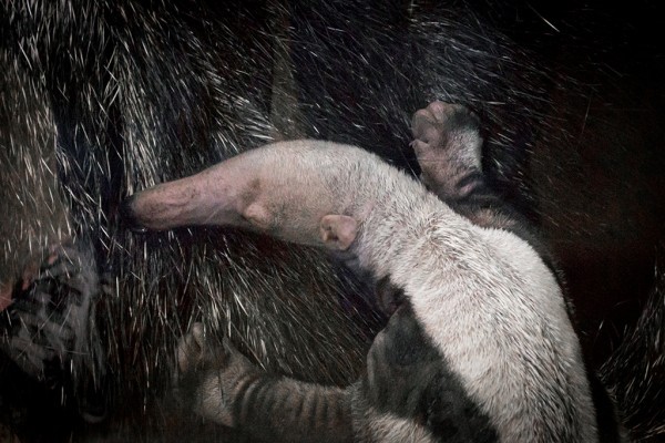 Sörényes hangyász született