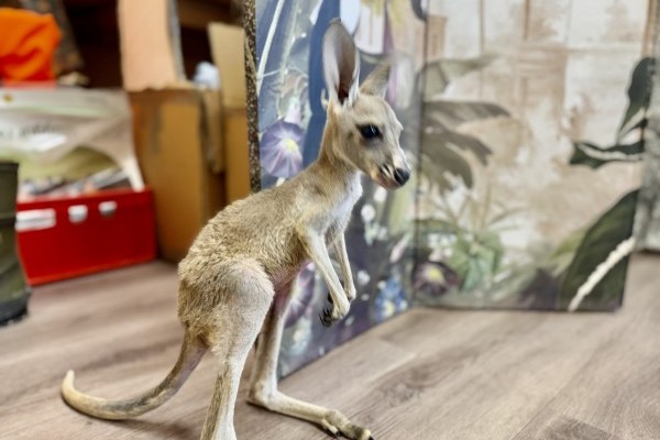 Vörös óriáskengurut nevel csapatunk