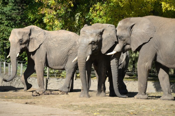 Afrikai elefánt érkezett hozzánk