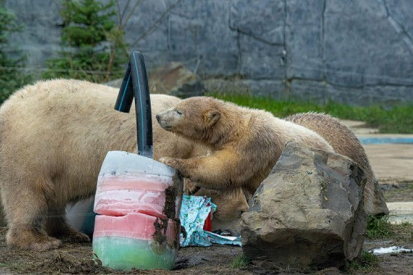 1 évesek lettek a jegesmedve bocsok