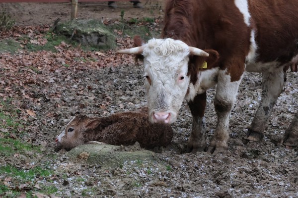 Január 2-án megszületett az év első bébije