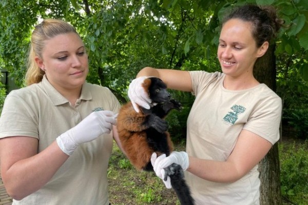 Vörös vari született Állatparkunkban