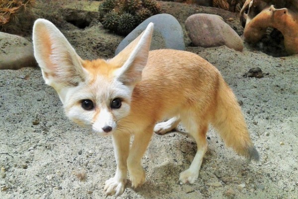 Társ érkezett Állatparkunk nőstény sivatagi rókájához