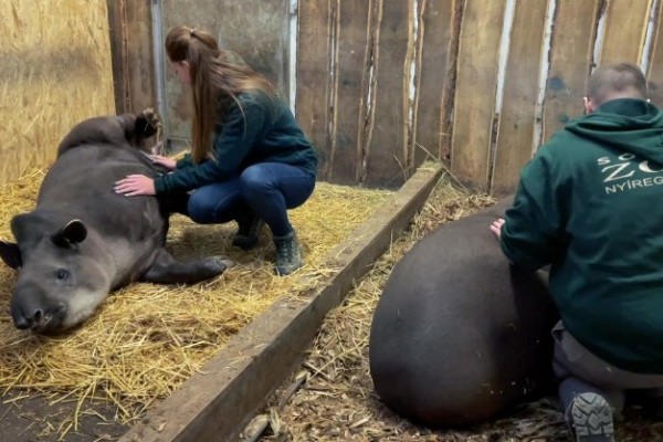 Állati kulisszatitkok