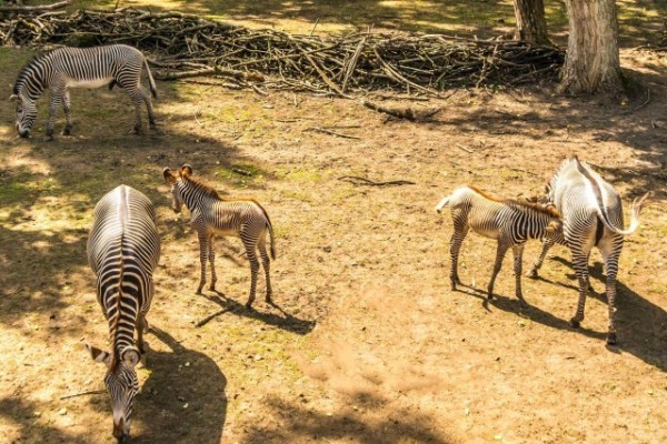 Család egyesítés a Grévy-zebráknál