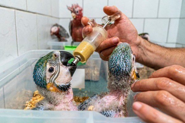 Pótpapa a madaraknál