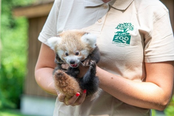 Red panda was born