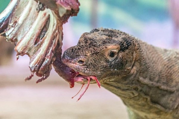 Sárkányok akcióban