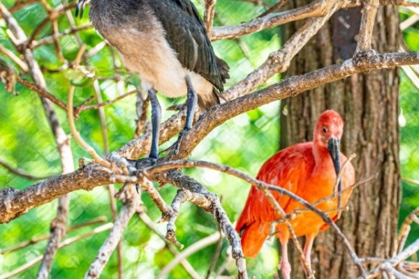Skarlát íbiszek születtek Állatparkunkban