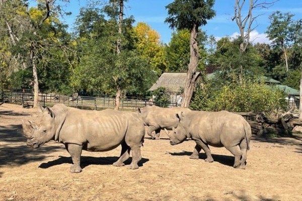 Új szélesszájú orrszarvú nőstény érkezett