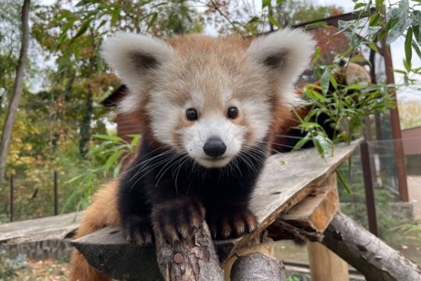 Our red panda cub is 4 months old