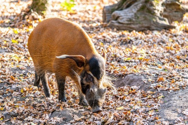 Őszi helyzetjelentés