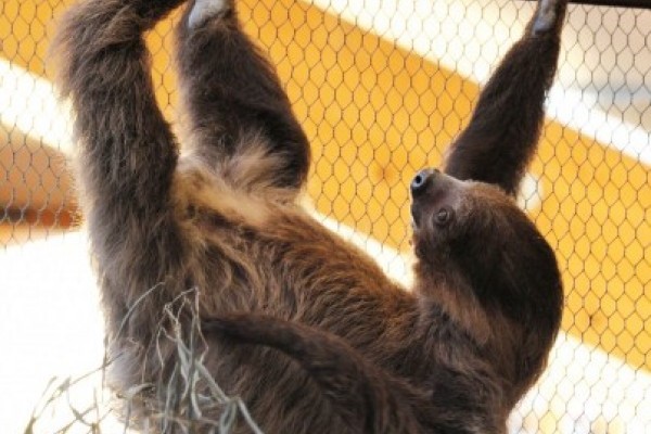 Ma van a lajhárok Világnapja!