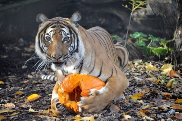 Pumpkin sight feeding