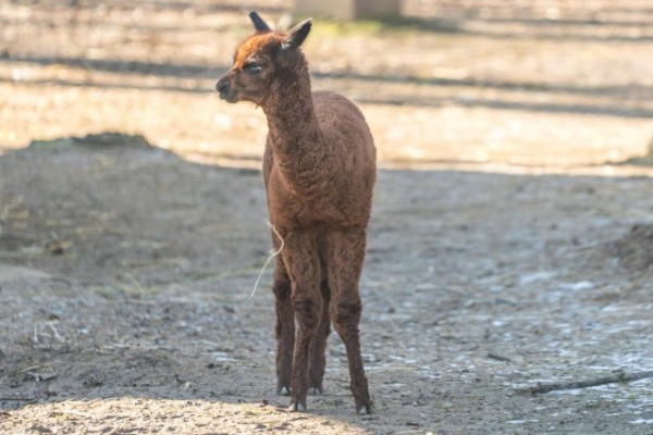 Új taggal bővült a Dél-Amerika bemutató