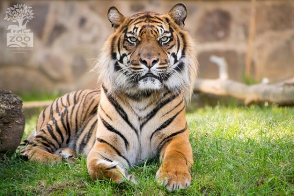 According to the Chinese New Year, on the  1st of February has begun the year of the tiger.