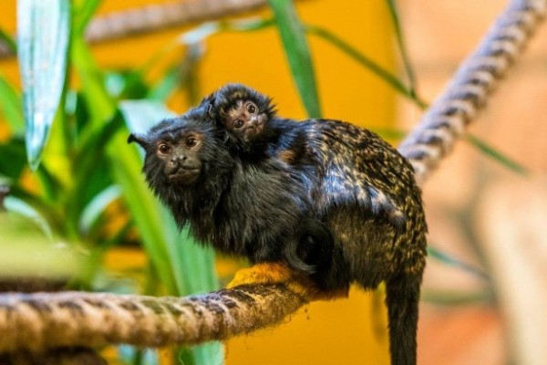 Aranykezű tamarin született