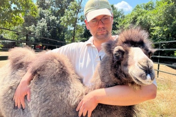 Gondozóink nevelik az elárvult kis tevét