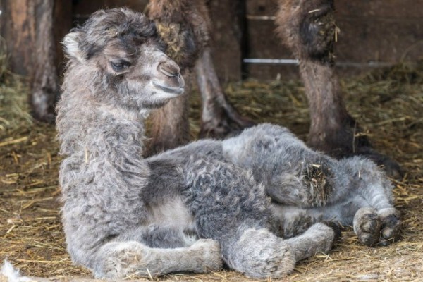 Gyarapodott a kétpúpú teve állományunk