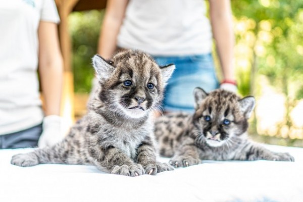 Puma ikrek születtek Állatparkunkban