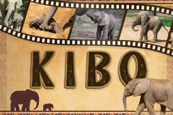 Nevet kapott a kis elefánt