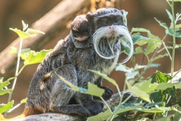 Császárbajszú tamarin születtek parkunk Viktória házában